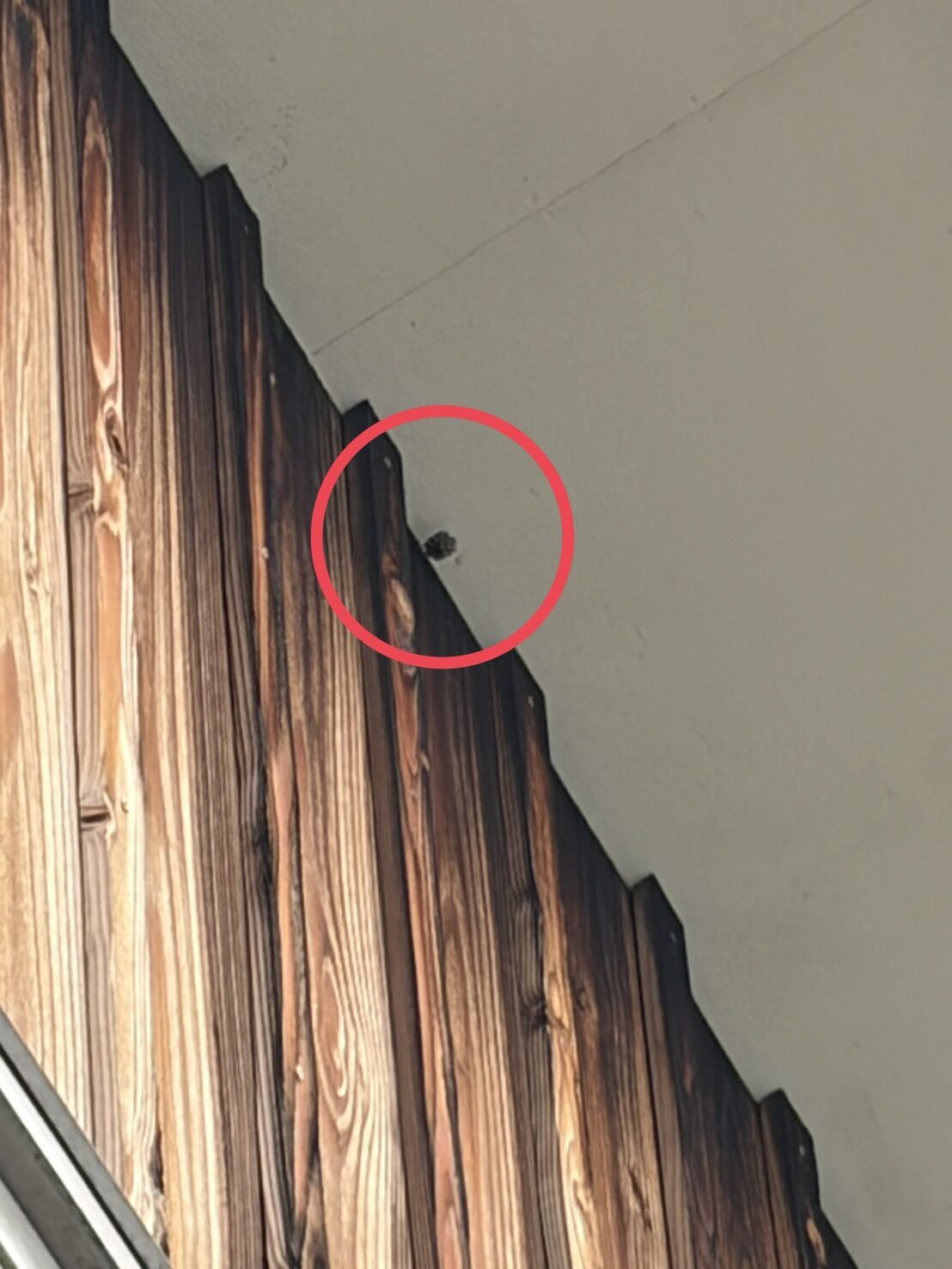 札幌市豊平区｜2階軒下にできた3cmの小さなハチの巣！アシナガバチの初期巣を巨大化・凶暴化する前にスピード駆除した施工事例