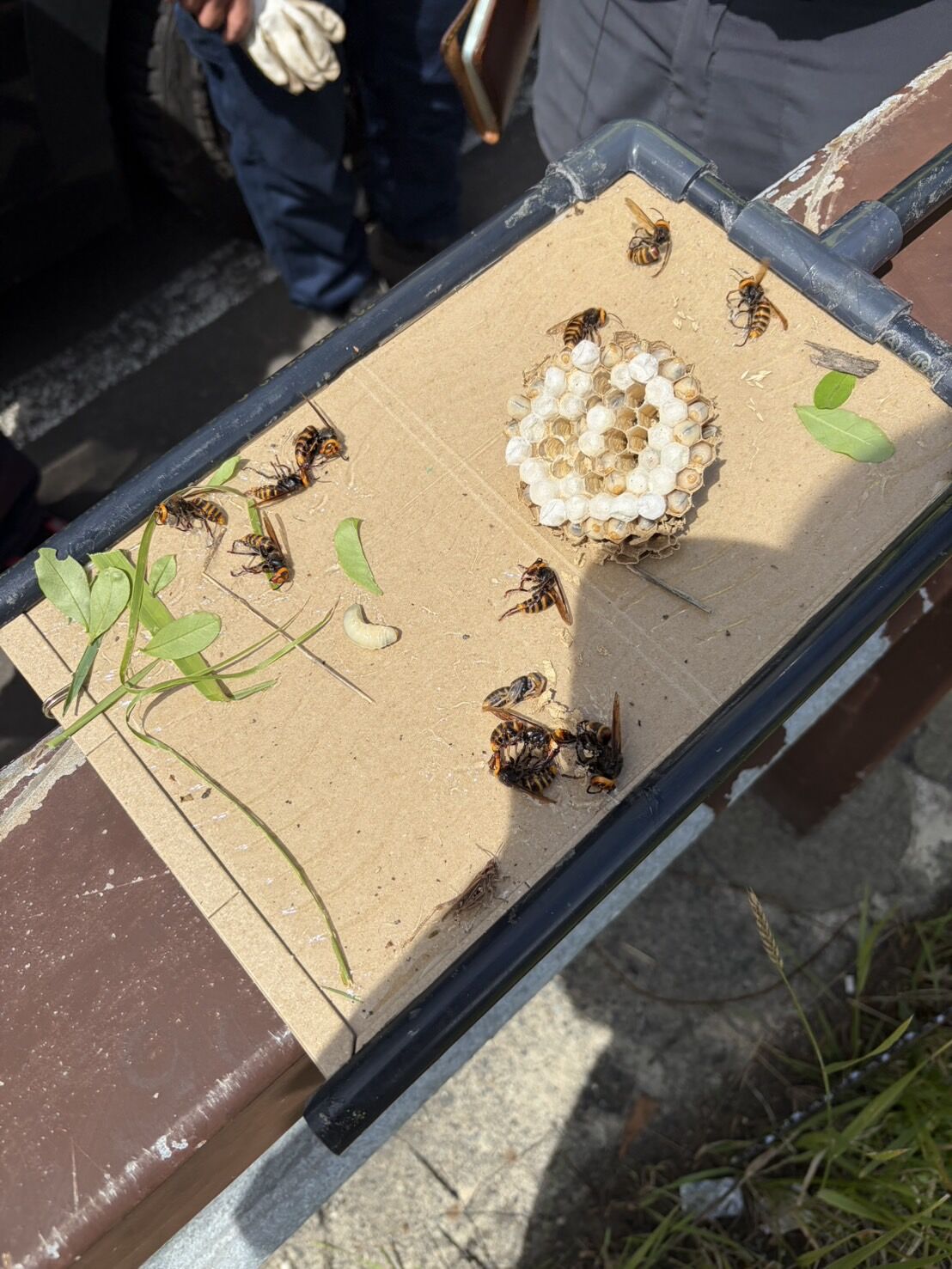 札幌市南区｜工事現場のハチ駆除！コガタスズメバチの巣を1時間で捜索・全頭駆除した施工事例と、スズメバチの中で最も刺傷事故が多い理由＆現場の応急対策を一挙ご紹介