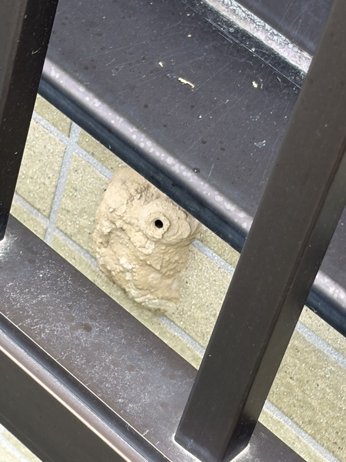 札幌市白石区｜外壁にできたドロバチの巣と母バチを10分で完全駆除！泥巣の中に隠された驚きの生態をご紹介