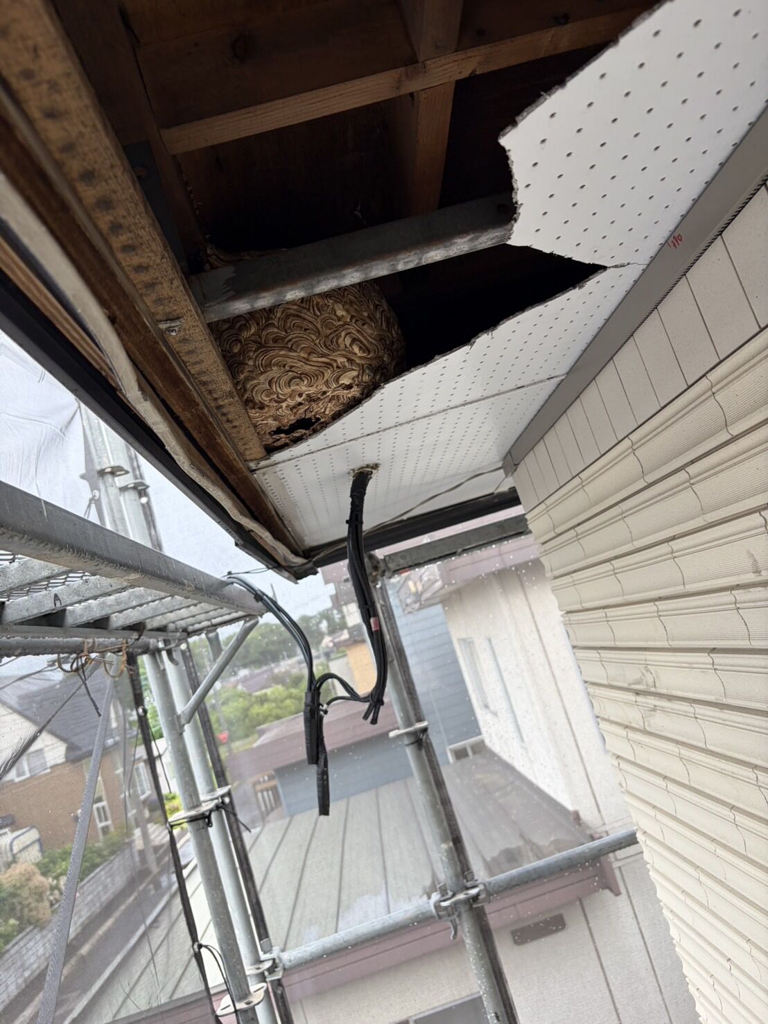 札幌市豊平区｜工事現場の足場で発見！軒天内部に潜む約30cmのキイロスズメバチの巣を1時間で完全撤去｜夏にスズメバチの巣が突然巨大化する「引っ越し」の恐怖とは？