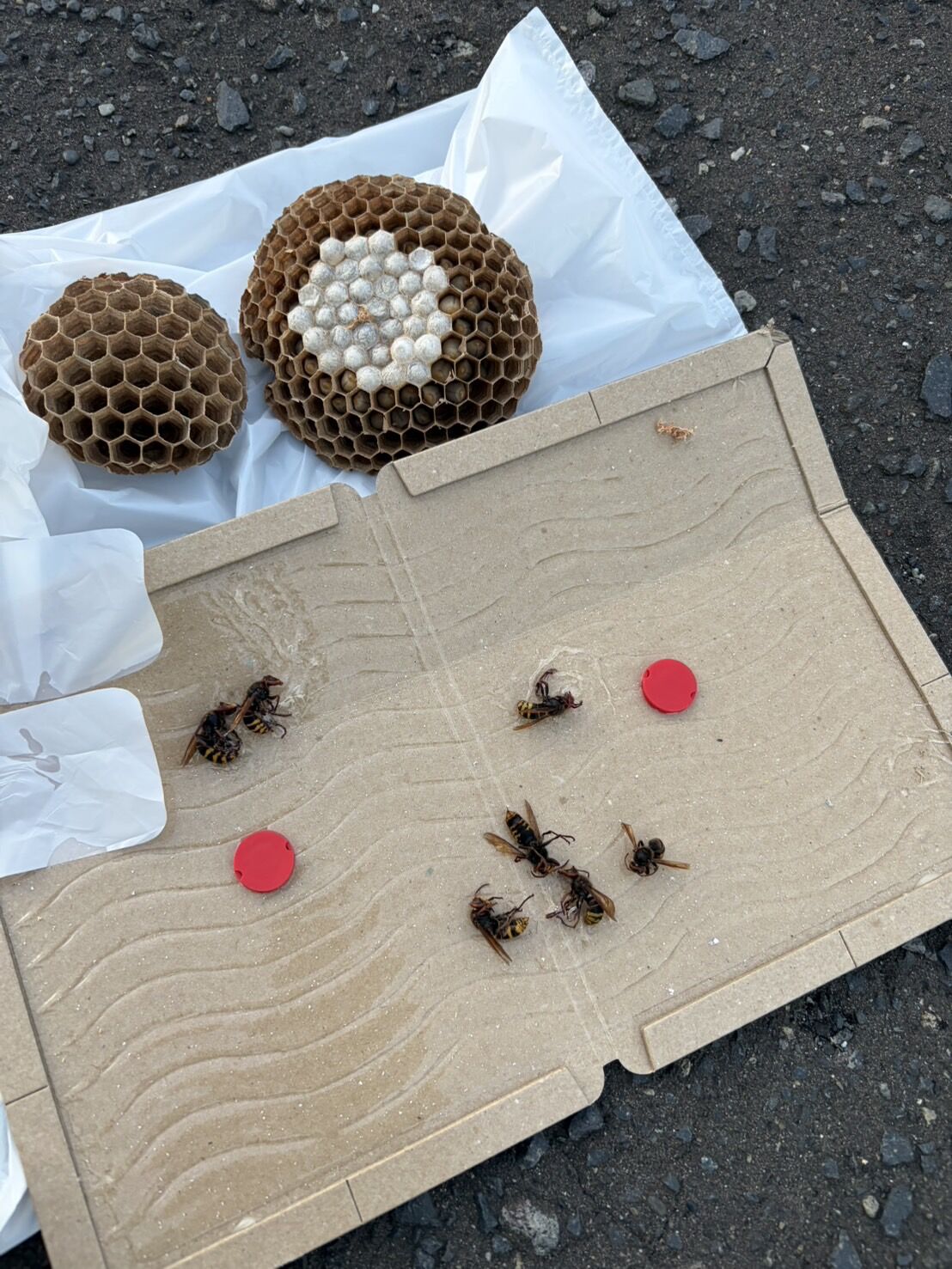 札幌市厚別区｜見えない屋根裏に15cmのハチの巣が！換気口から侵入したキイロスズメバチを30分で完全駆除した施工事例と、キイロスズメバチの特徴についてご紹介