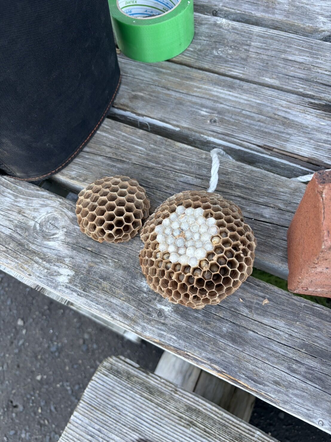 札幌市厚別区｜見えない屋根裏に15cmのハチの巣が！換気口から侵入したキイロスズメバチを30分で完全駆除した施工事例と、キイロスズメバチの特徴についてご紹介