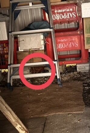 札幌市豊平区｜車庫の足元にキイロスズメバチの巣ができた！20cmの巣を戻りバチ対策含め1時間で完全駆除した施工事例と、低い場所に巣を作る理由と危険性についてご紹介