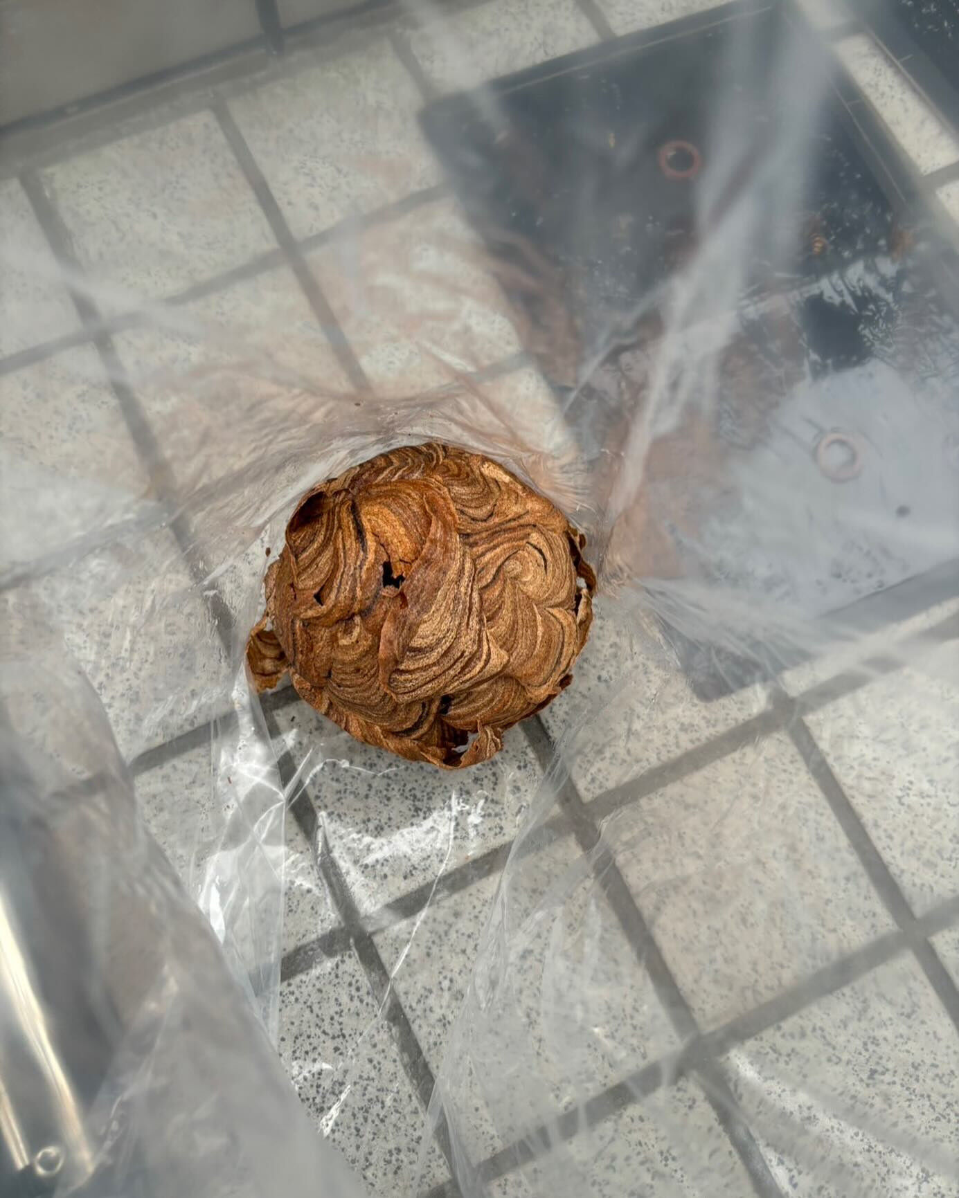 札幌市東区｜水道メーター内にスズメバチの巣！狭い場所の危険な巣も安全に撤去作業を実施