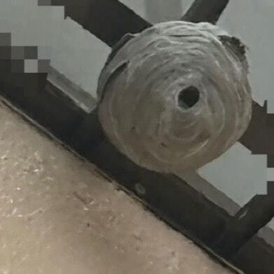 札幌市清田区｜自宅2階にクロスズメバチの巣！高所作業でも安全に駆除作業を完了