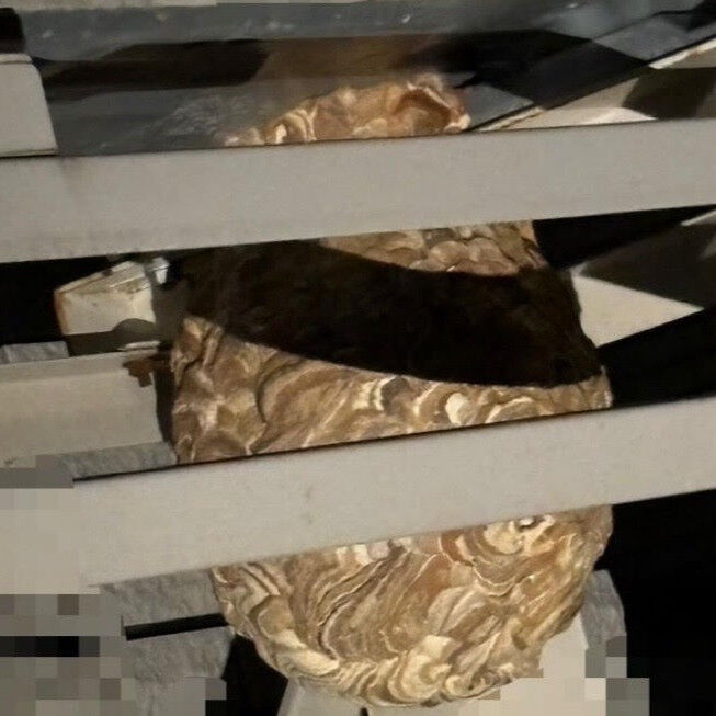 札幌市北区｜室外機の下に22cmのコガタスズメバチの巣！巨大な巣も安全に駆除作業