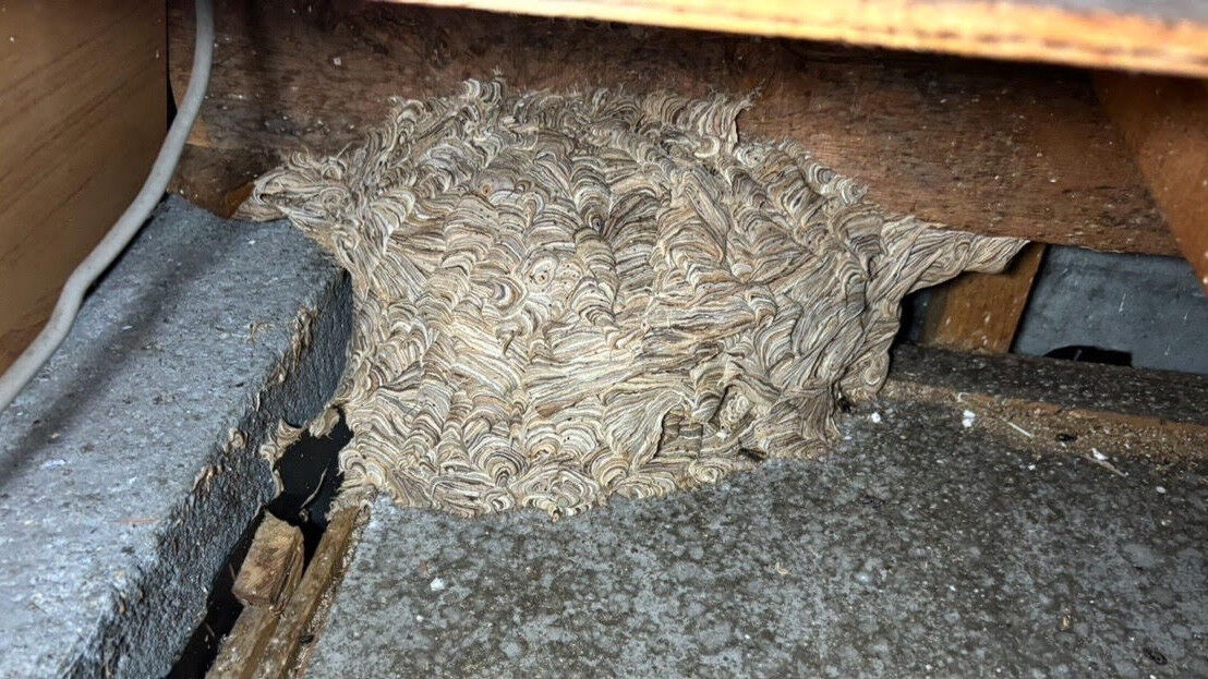 札幌市手稲区｜2階床下にクロスズメバチの巣！見えない場所の巣も安全に駆除作業を完了