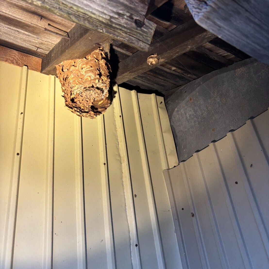 【 江別市 会社 倉庫 蜂の巣駆除 】